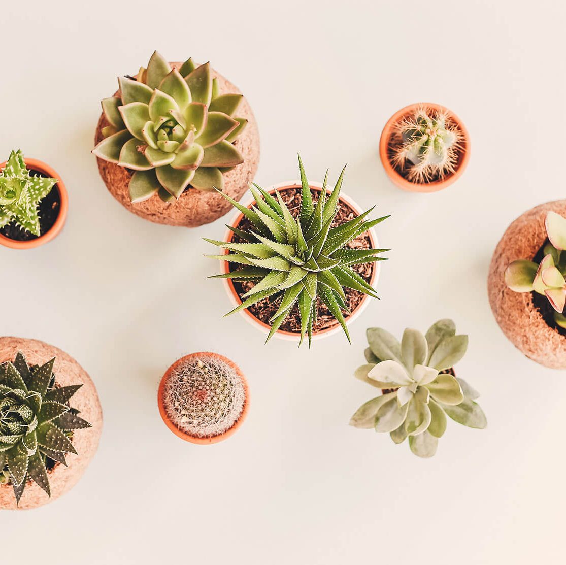 plant-leaf-flower-pot-pattern-food-128875-pxhere.com_-1-edited Startseite